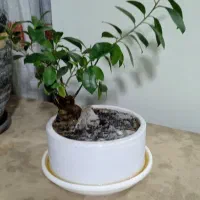 دوتا گلدون