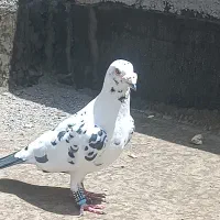 کفتر جفتگاه
