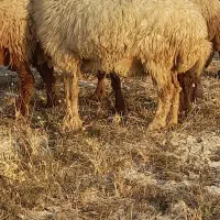 گوسفند ( داشتی)