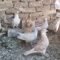 کبوتر