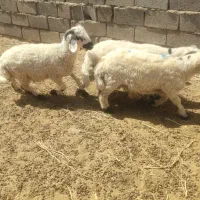 بره نر