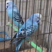 فروش مرغ عشق