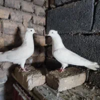 کفتر|پرنده|شازند, |دیوار