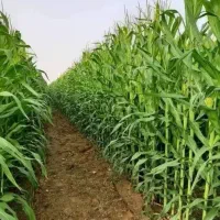 بذر ذرت علوفه ای ۷۰۴ کشت صنعت دامپروری مغان