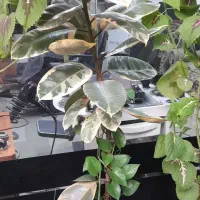 فروش گل فیکوس لاستیکی ابلق