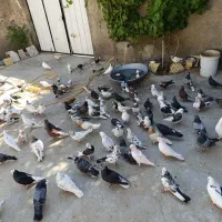 کبوتر