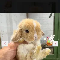 خرگوش لوپ