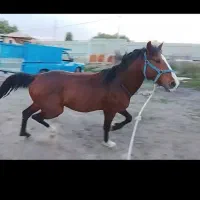 فروش یک راس اسب نریان