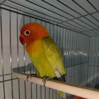 طوطی برزیلی گمشده