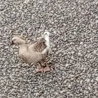 غاز تخم گزار نتفه دار