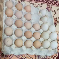 تخم بوقلمون ،مرغ شاخدار،اردک