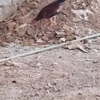 فروش جوجه مرغ و خروس