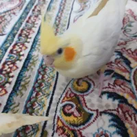 یکجفت جوجه عروس هلندی چلوندنی
