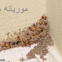 سم‌پاشی و آفت‌کشی تخصصی موریانه منزل و مغازه