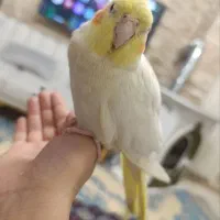 ی جفت عروس هلندی