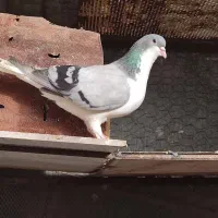 کبوتر