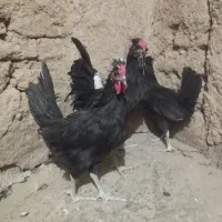 نیمچه خروس سه ماهه گلین