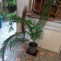 سیکاس
