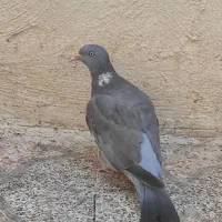 کبوتر زینتی