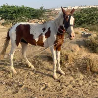 اسب ماده  نسل دار