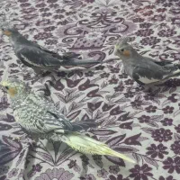 جوجه عروس هلندی ۳ ماه یک شون ۱۵ روز