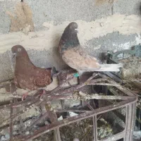 کبوتر