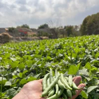 عرضه مستقیم لوبیاسبز شاندیز  به قیمت میدان تره بار