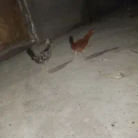 جوجه محلی