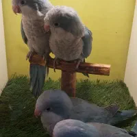 راهب نژاد پاک خالص