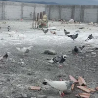 کفتر پرشی به شرط