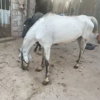 مادیون