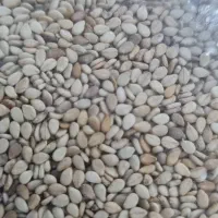 کنجد پاکستانی