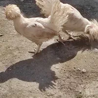 مرغ و خروس تزئینی لهستانی اصیل