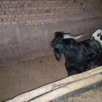 دوراس بره کوهه وچبش بذری