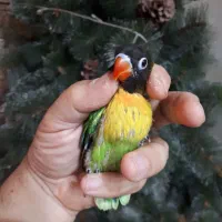 جوجه طوطی برزیلی،مرغ عشق پروانه ای وفنچ گلدین ماده