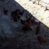 ۲۰ مرغ کُردی جوان سالم در ایلام