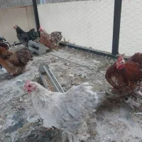 مرغ و خروس کوشین