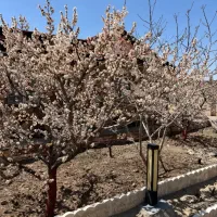 ۸۰۰ متر زمین  دور دیوارسندقطعی  جابان مالک هستم