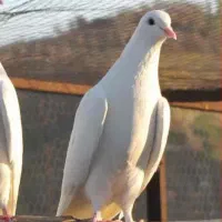 کبوتر باخت رفته