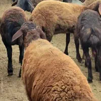 گوسفند تقلی بره قربانی