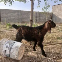 بیگ نر