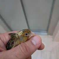قناری ماده آماده
