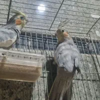عروس هلندی