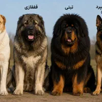 قبول سرپرستی سگ شما