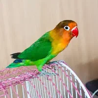 طوطی کوتوله برزیلی نر بالغ