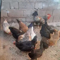 تعدادی مرغ و یک خروس به فروش میرسد