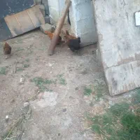 جوجه نیمچه مرغ