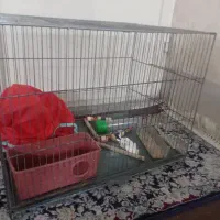 قفس پرنده با لوازم