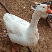 غوغاز نر اصل ۳۵۰۰