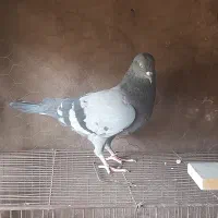 کفتر